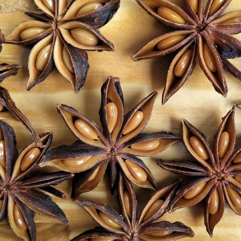 产地直供种植大红八角树种子八角籽大茴香树种籽调料大料八角