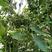 产地直供种植大红八角树种子八角籽大茴香树种籽调料大料八角