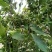 产地直供种植大红八角树种子八角籽大茴香树种籽调料大料八角