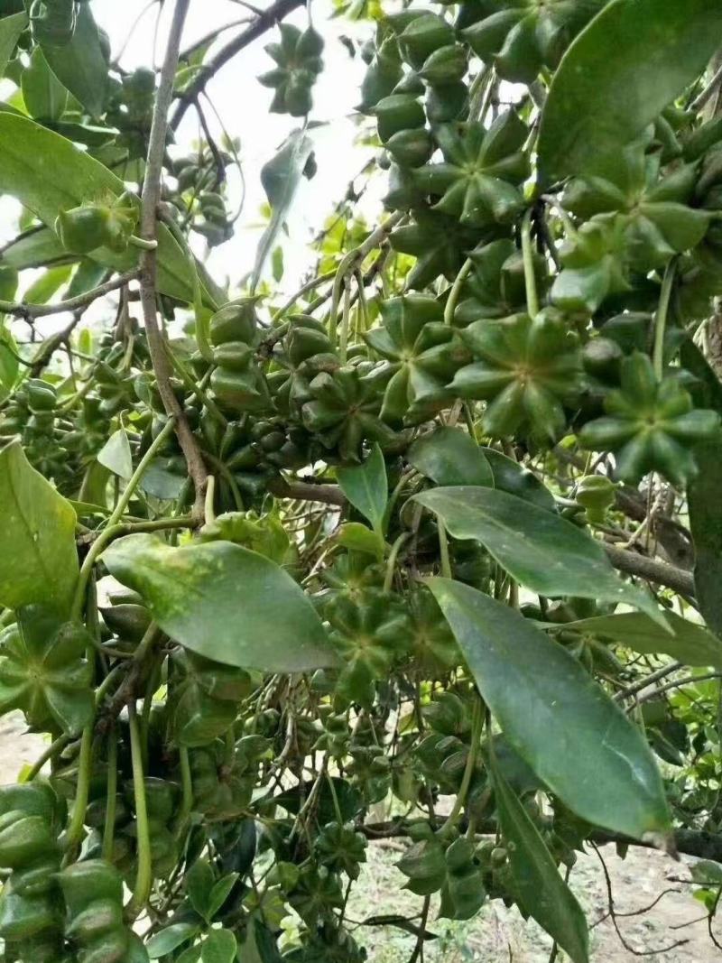 产地直供种植大红八角树种子八角籽大茴香树种籽调料大料八角