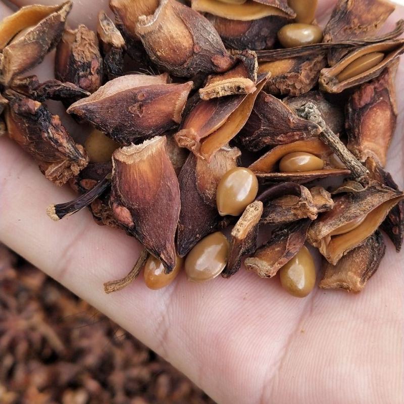 产地直供种植大红八角树种子八角籽大茴香树种籽调料大料八角