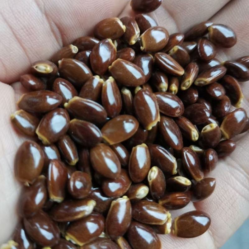 产地直供种植大红八角树种子八角籽大茴香树种籽调料大料八角