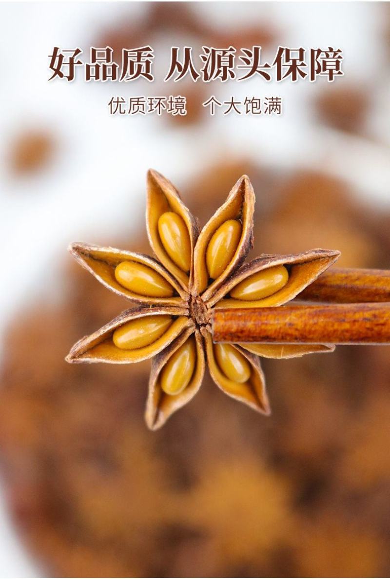 产地直供种植大红八角树种子八角籽大茴香树种籽调料大料八角