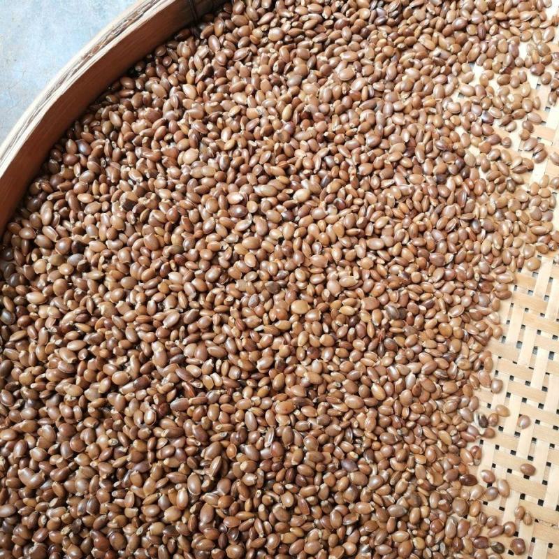 产地直供种植大红八角树种子八角籽大茴香树种籽调料大料八角