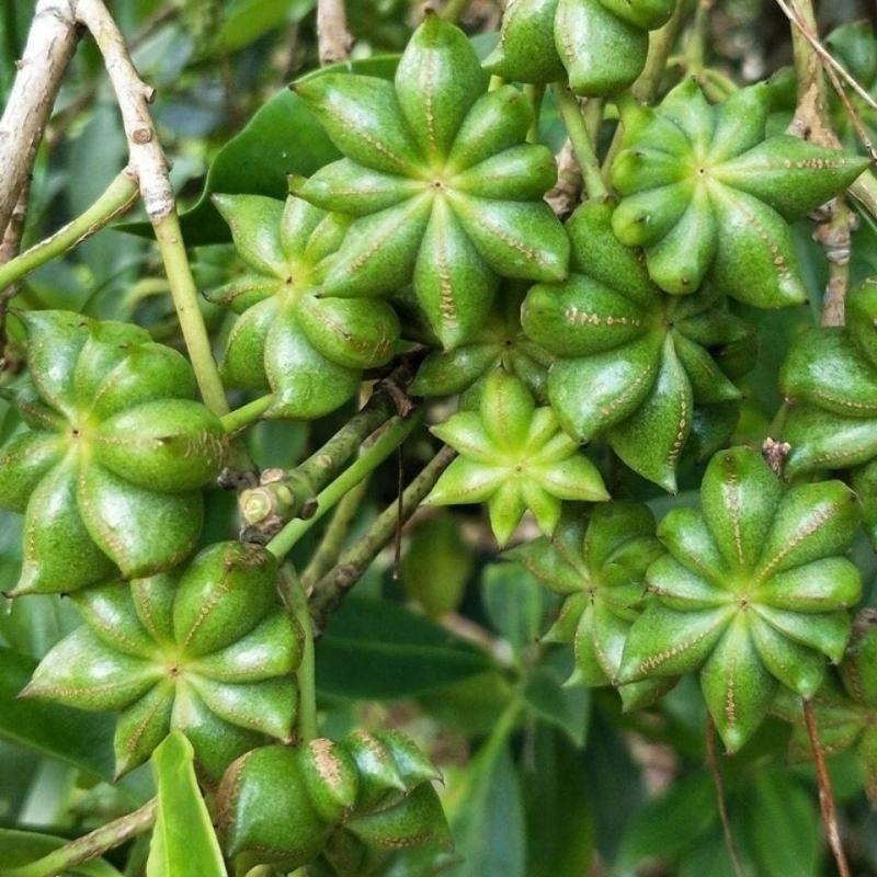 产地直供种植大红八角树种子八角籽大茴香树种籽调料大料八角