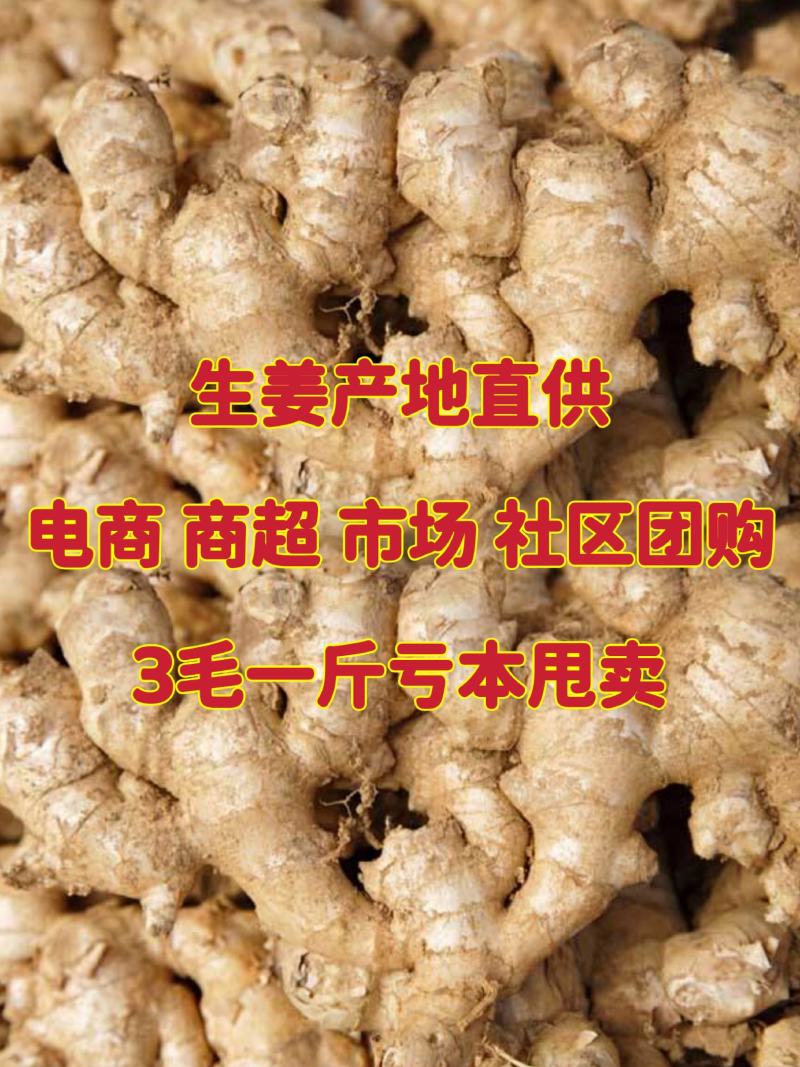 【小黄姜】山东优质生姜一手货源保质保量随到随装产地直供