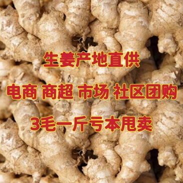 【小黄姜】山东优质生姜一手货源保质保量随到随装产地直供