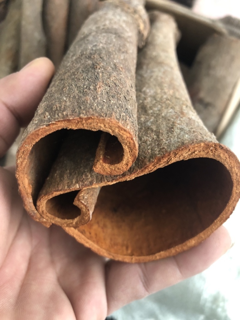 广西厚桂皮大通中通桂碎肉桂全干干净无粉末