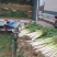 长白大葱分葱货优价廉产地直供，一手货源诚信交易