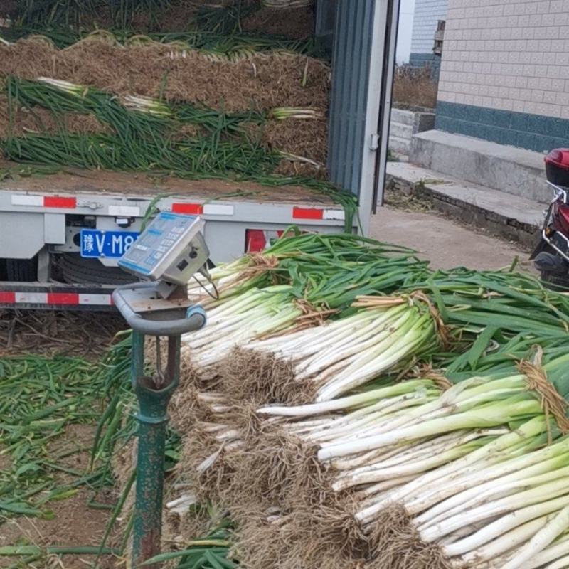 长白大葱分葱货优价廉产地直供，一手货源诚信交易