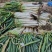 长白大葱分葱货优价廉产地直供，一手货源诚信交易