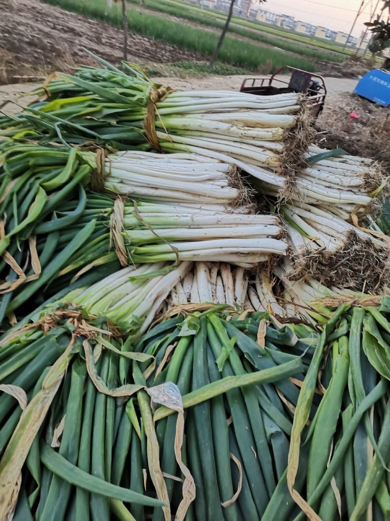 长白大葱分葱货优价廉产地直供，一手货源诚信交易