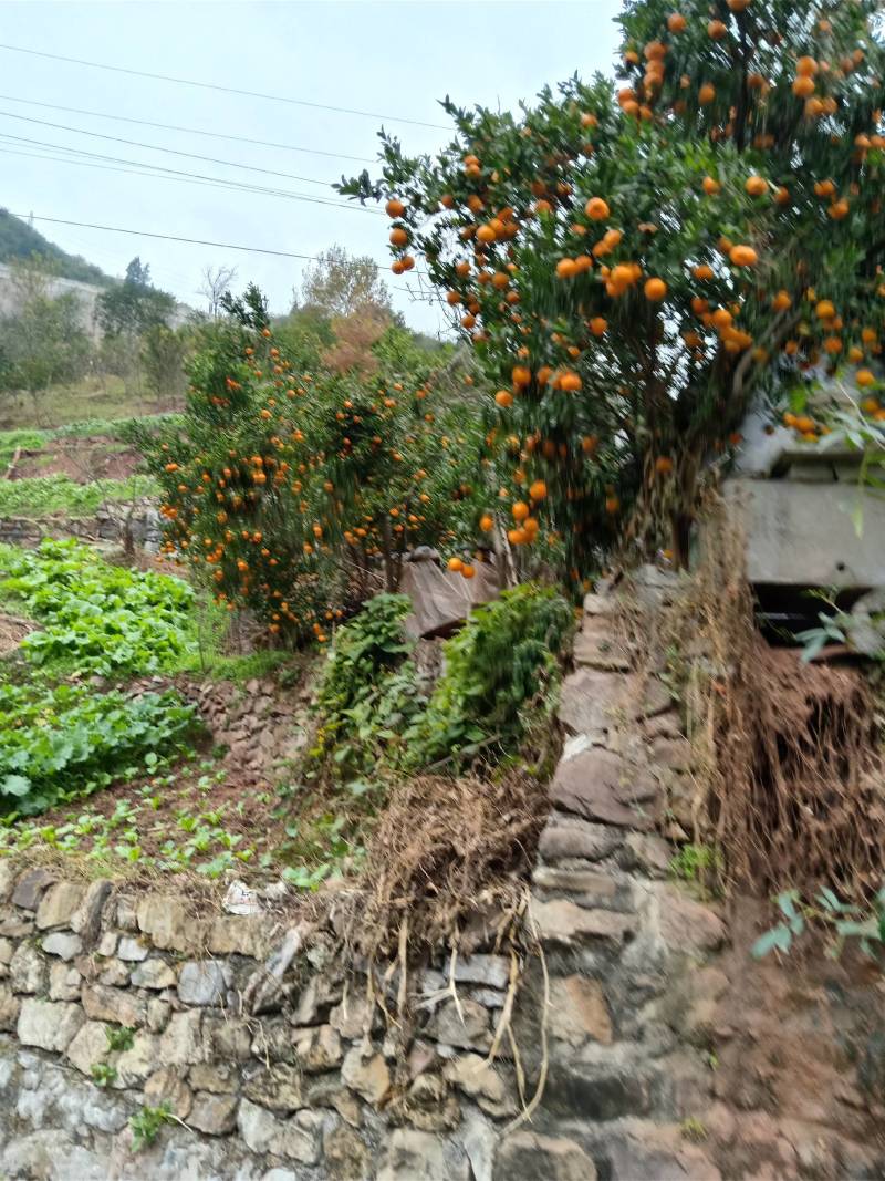 椪柑苗，柑橘苗，新品种无剌椪柑苗，果大味甜。