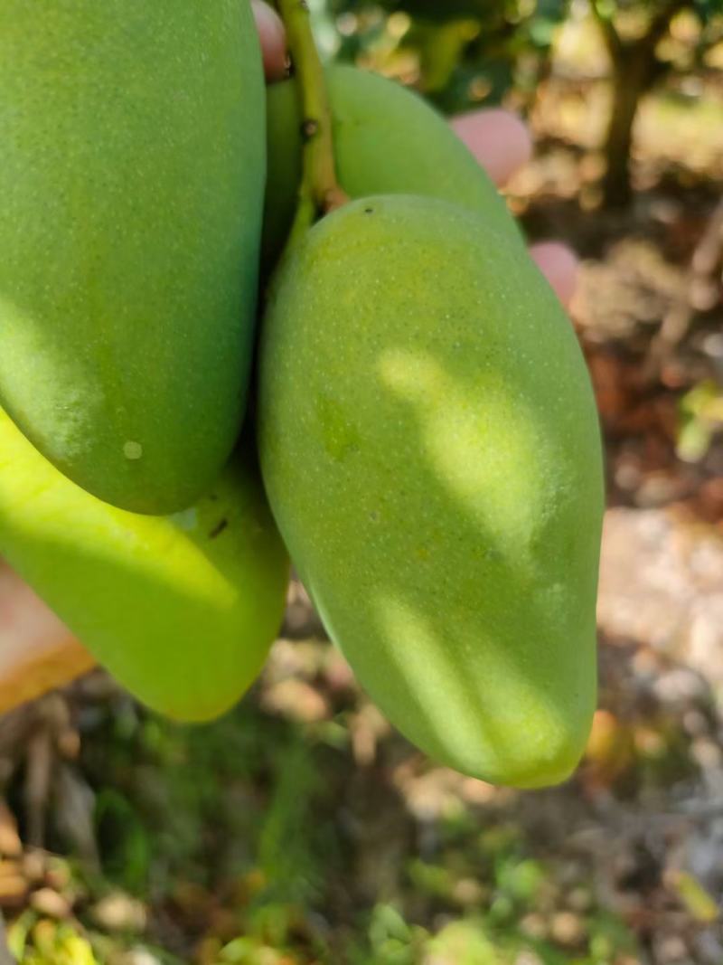 海南小台芒