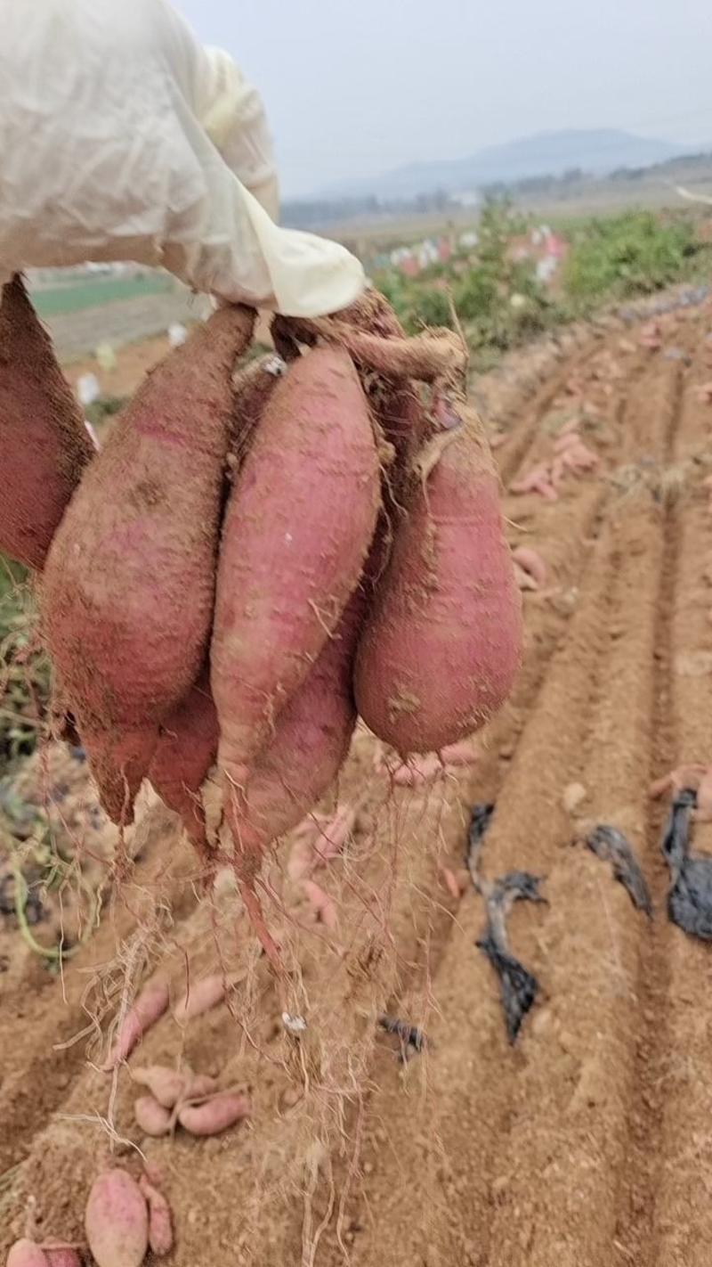 济薯26丘陵沙地种植口感香甜糯一手货源产地直销