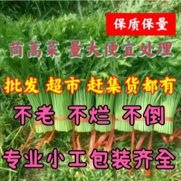 茼蒿菜，便宜处理，不老，不烂，不倒，价格便宜