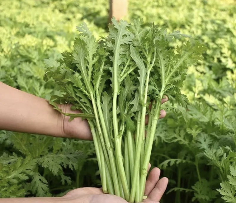 茼蒿菜，便宜处理，不老，不烂，不倒，价格便宜