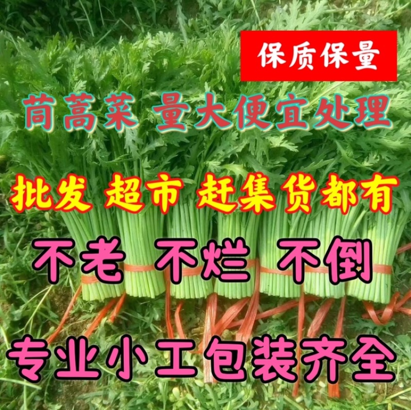 茼蒿菜，便宜处理，不老，不烂，不倒，价格便宜