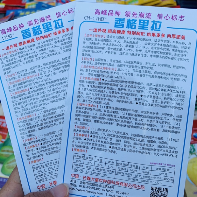 香格里拉339洋香瓜种子出口品种新型甜瓜种子特甜金黄皮