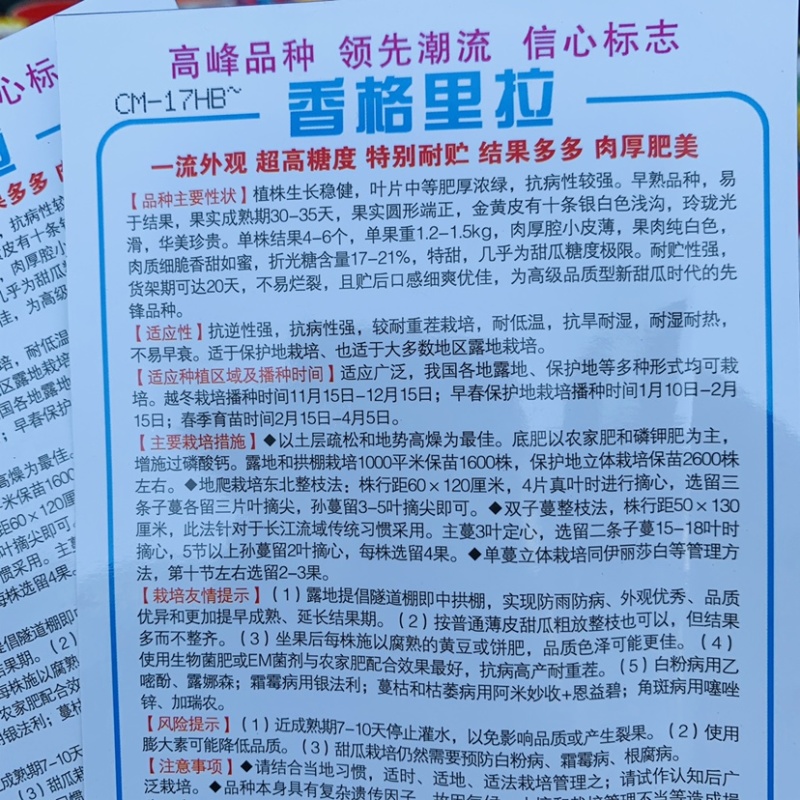 香格里拉339洋香瓜种子出口品种新型甜瓜种子特甜金黄皮
