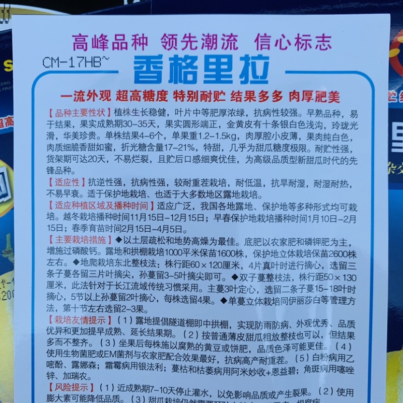 香格里拉339洋香瓜种子出口品种新型甜瓜种子特甜金黄皮