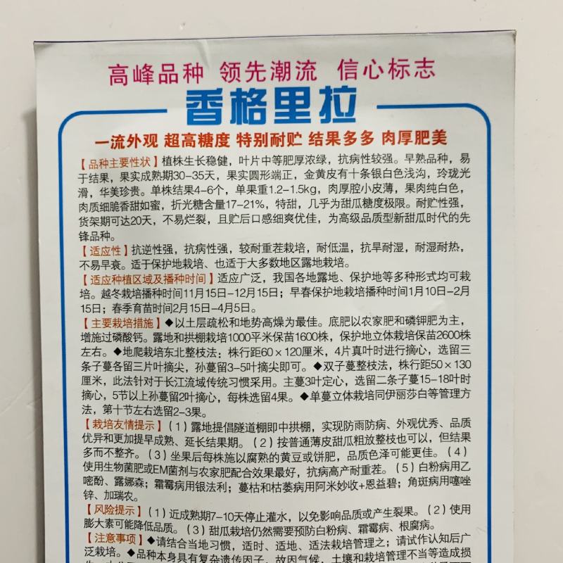 杂交一代洋香瓜种子香格里拉339特甜甜瓜种子香甜如蜜