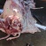【精选】驴肉鲜货货量充足量大从优规格齐全包邮到家！