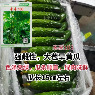 强雌大苞旱黄瓜种子未来103黄瓜种子油亮型黄瓜种籽耐寒