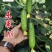 全雌水果黄瓜种子未来108翠绿油亮口感佳耐病毒适合各茬口