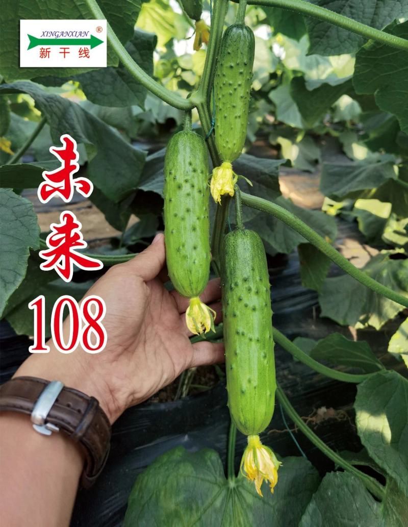 全雌水果黄瓜种子未来108翠绿油亮口感佳耐病毒适合各茬口