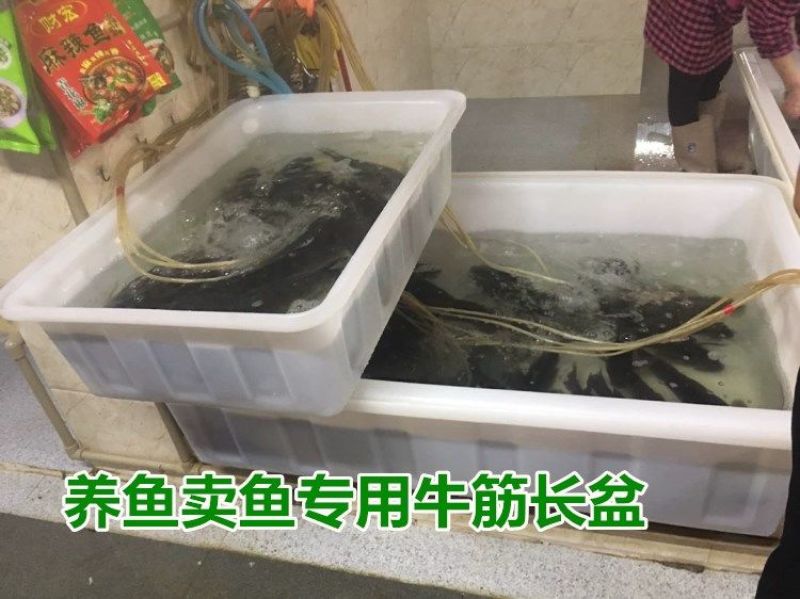 养鱼塑料方桶长方形卖鱼盆加厚水产养殖箱龟箱大号牛筋储水箱