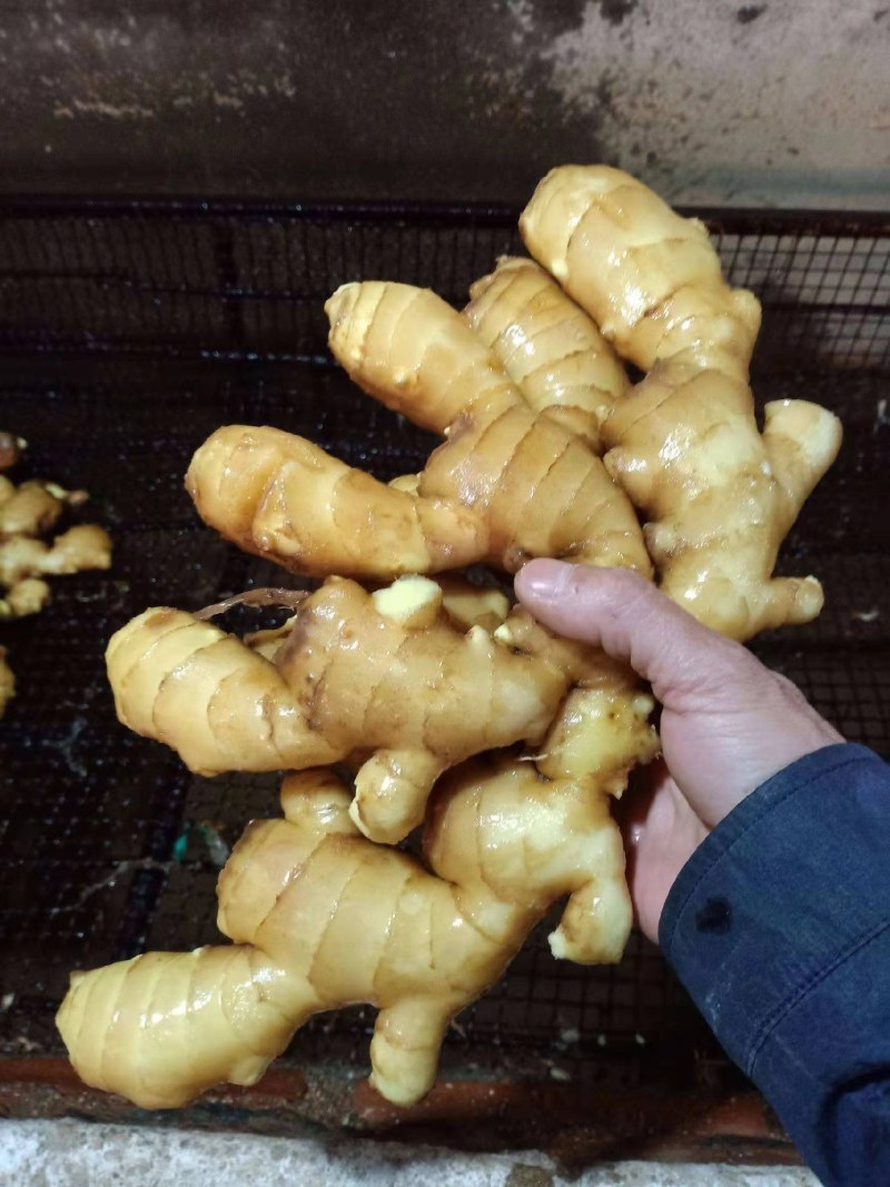 山西【精品大黄姜】产地批发一手货源坏烂包赔