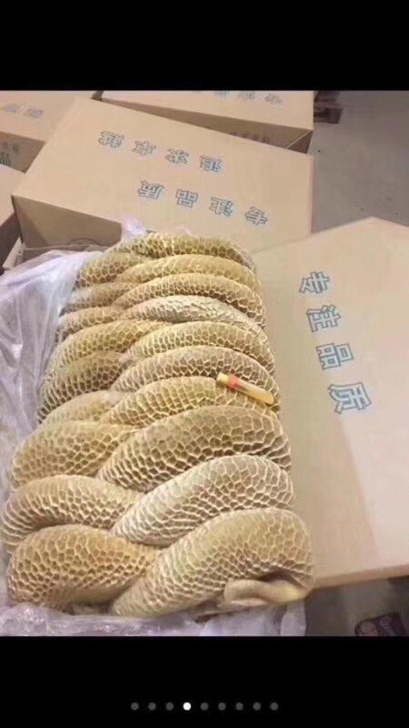 金钱肚