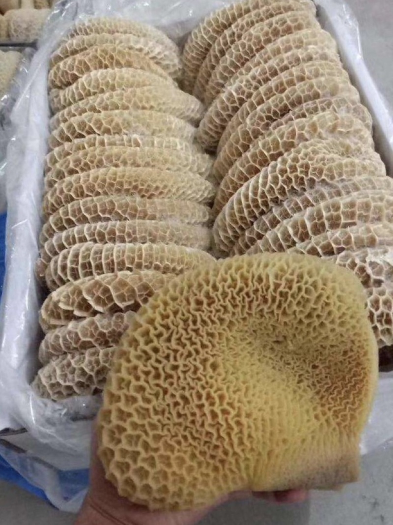 金钱肚