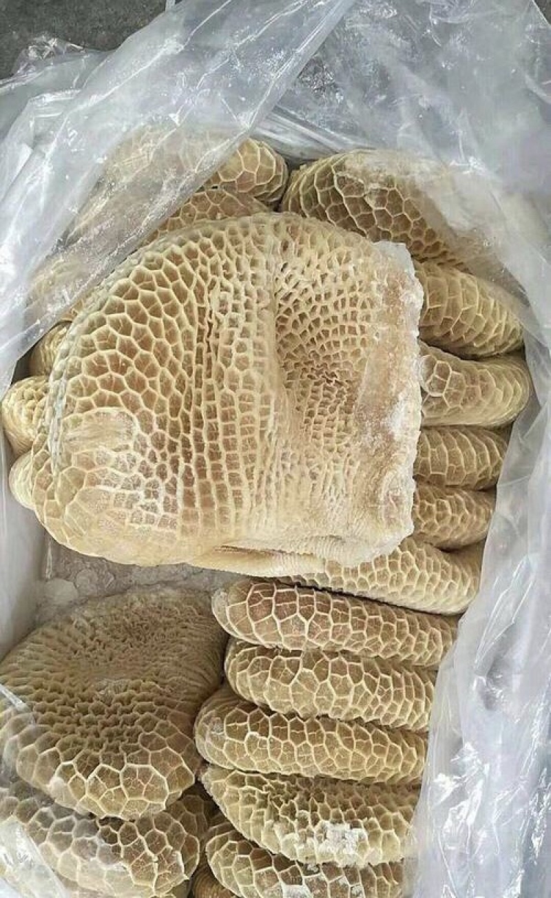 金钱肚