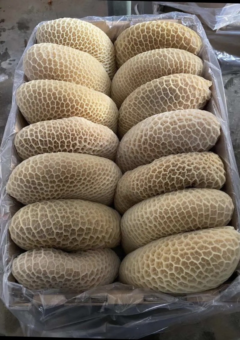 金钱肚