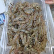 小河虾，小土虾，青虾，活冻品质，自然生态补捞，产地，广东