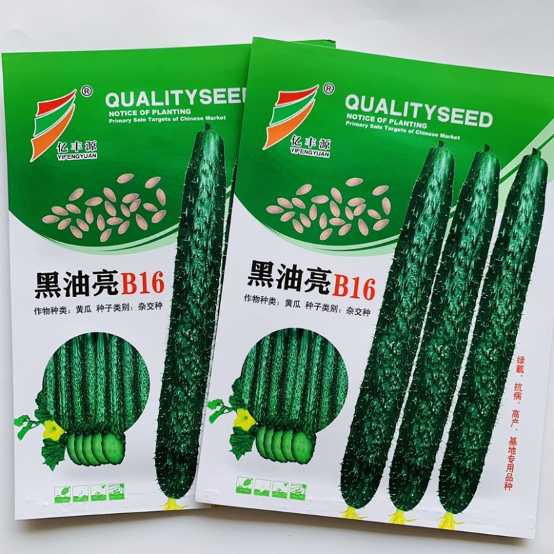 绿瓤抗病高产黄瓜种子黑油亮B16国外引进新一代黄瓜种子