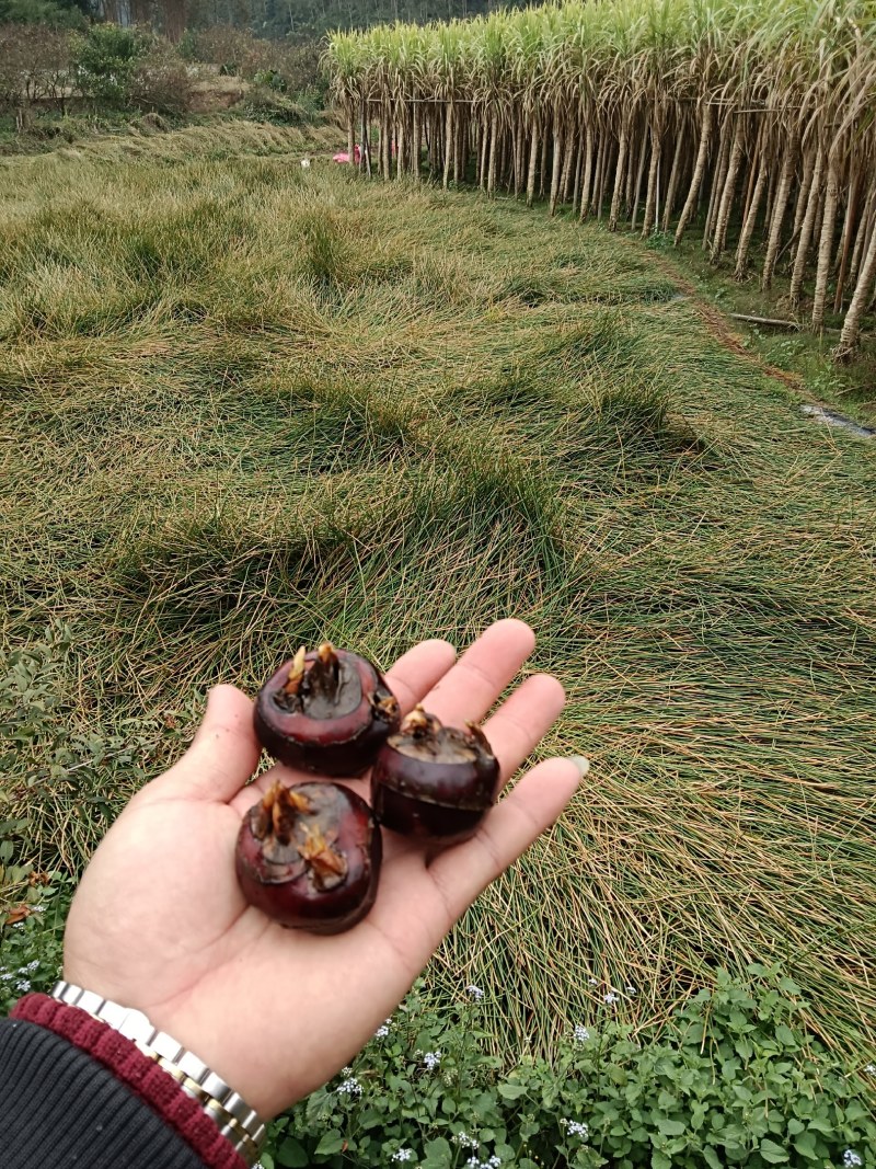 马蹄