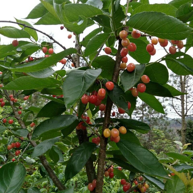 【包邮】玛瑙红樱桃树苗精选樱桃苗玛瑙红品种多样现货直销