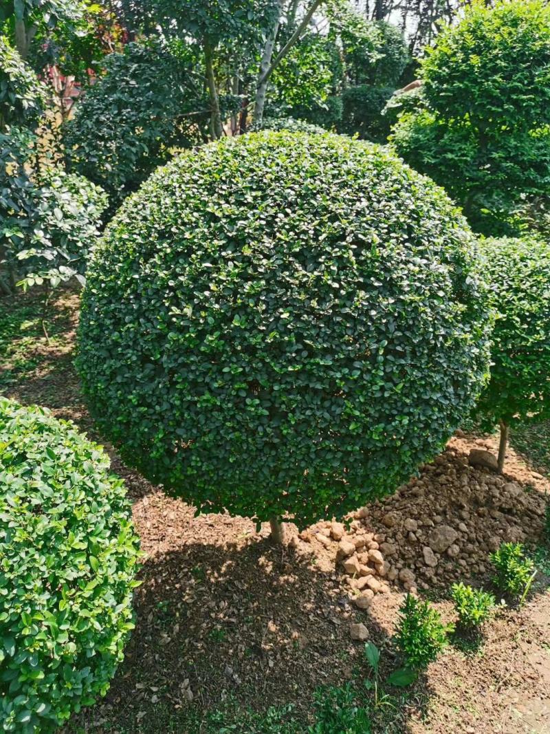 小叶女贞精品净球50公分~2米冠小叶女贞棒棒糖造型