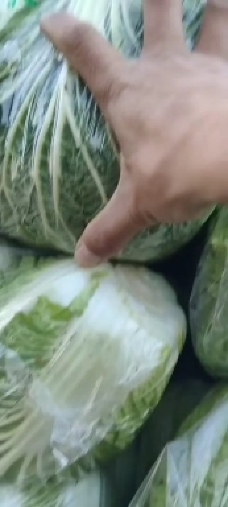黄心大白菜大量上市基地直供