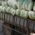 黄心大白菜大量上市基地直供