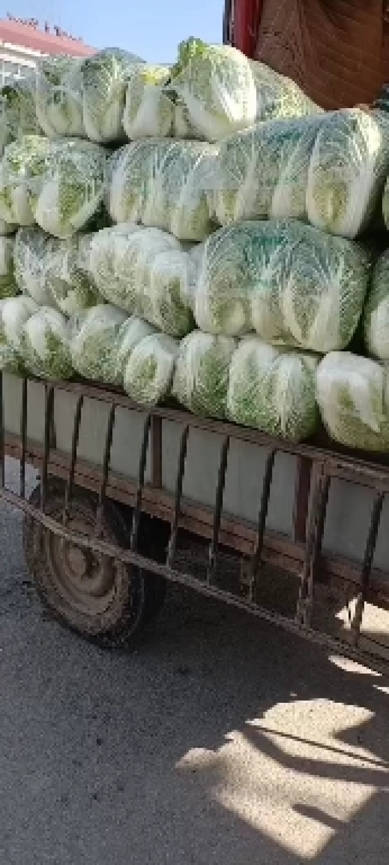 黄心大白菜大量上市基地直供