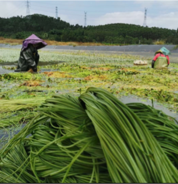 台湾野莲菜水莲菜龙骨瓣莕菜