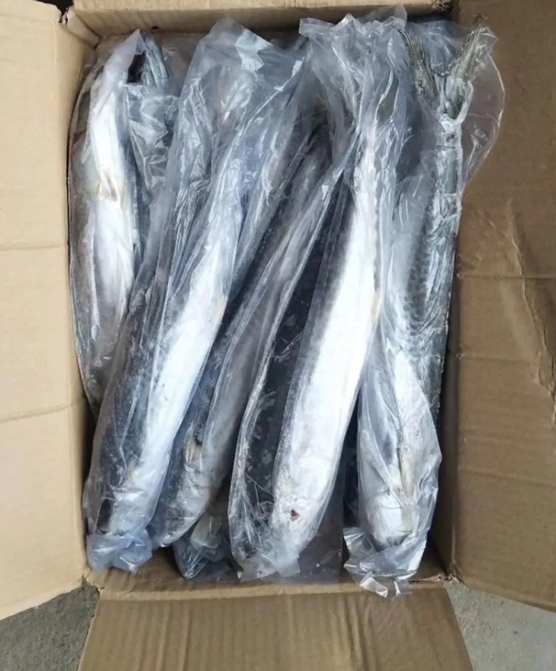 鲅鱼。马鲛鱼。单冻。各种规格。欢迎咨询大量。