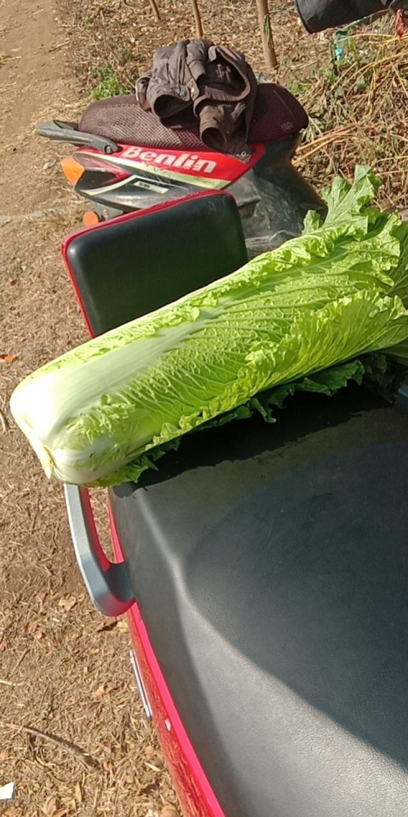 长白菜