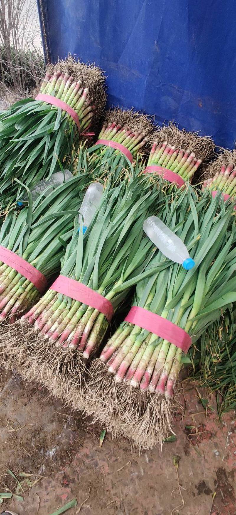 【优质红根蒜苗】，红根蒜苗60cm-65CM大量