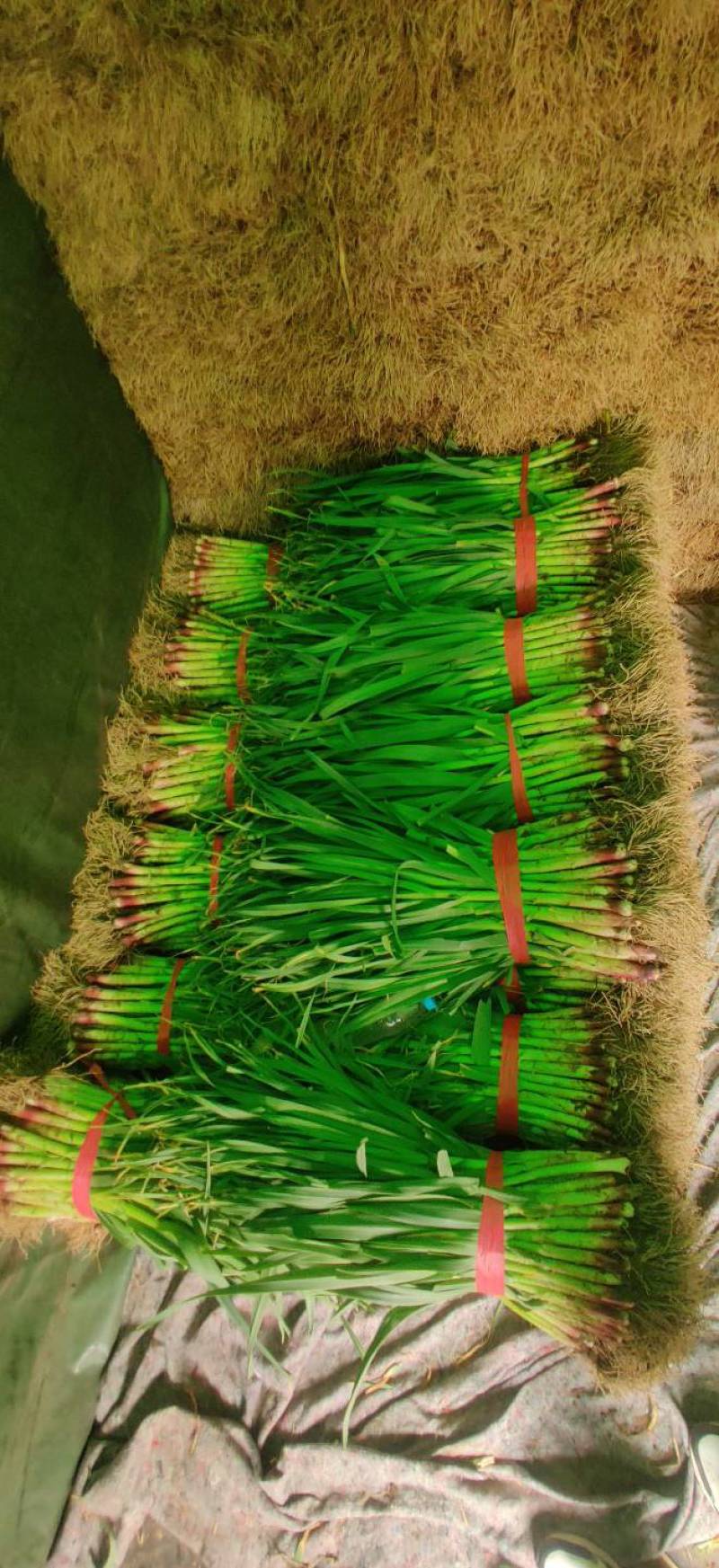 【优质红根蒜苗】，红根蒜苗60cm-65CM大量