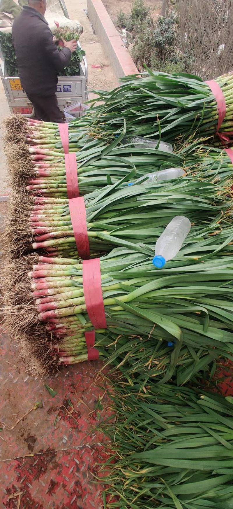 【优质红根蒜苗】，红根蒜苗60cm-65CM大量